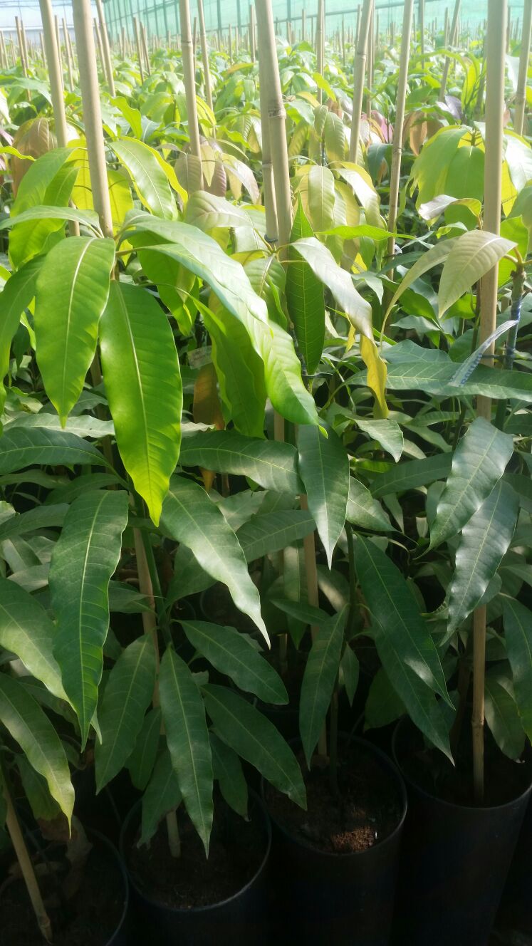 Planta abacate BACON